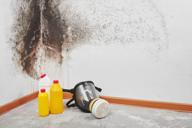 Best Mold Removal Company Near Me  in Novato, CA