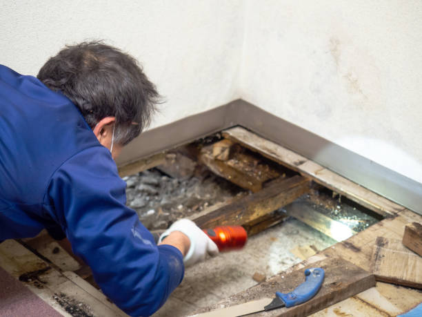 Crawl Space Mold Removal in Novato, CA