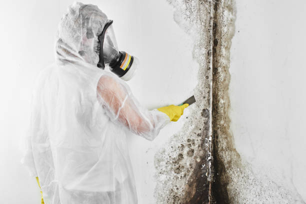 Best Local Mold Removal Service  in Novato, CA