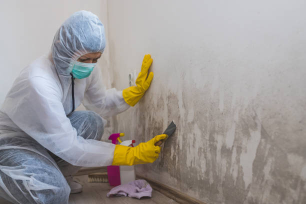 Best Mold Remediation  in Novato, CA