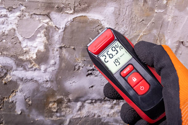 Best Black Mold Removal  in Novato, CA