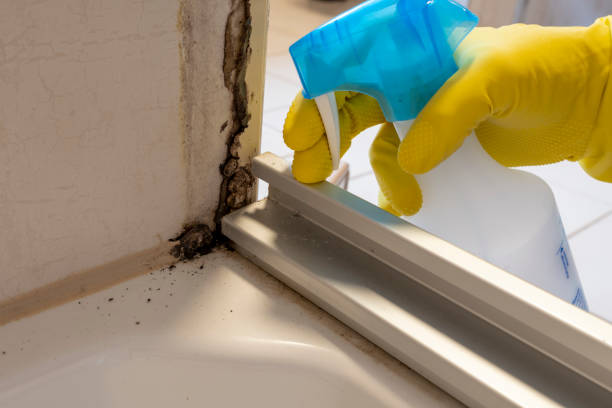 Best Local Mold Removal Service  in Novato, CA