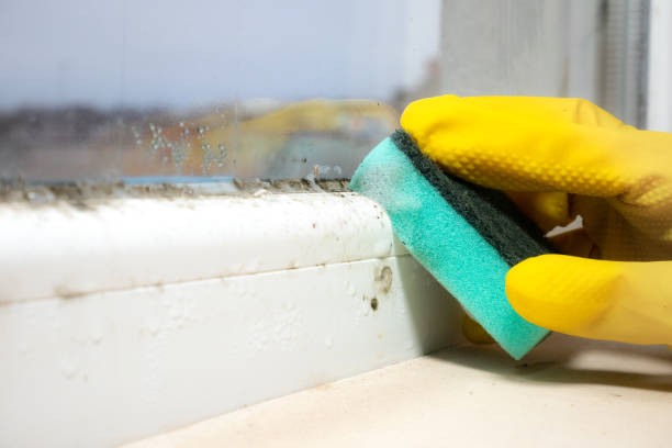 Best Mold Cleaning Services  in Novato, CA