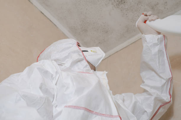 Best Commercial Mold Removal  in Novato, CA
