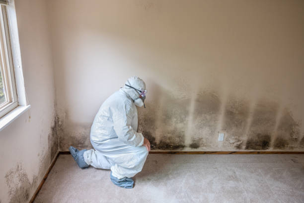 Best Mold Testing  in Novato, CA
