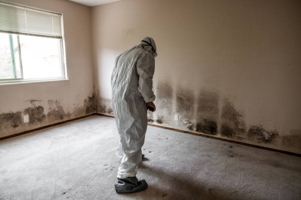 Best Office Mold Removal Services  in Novato, CA