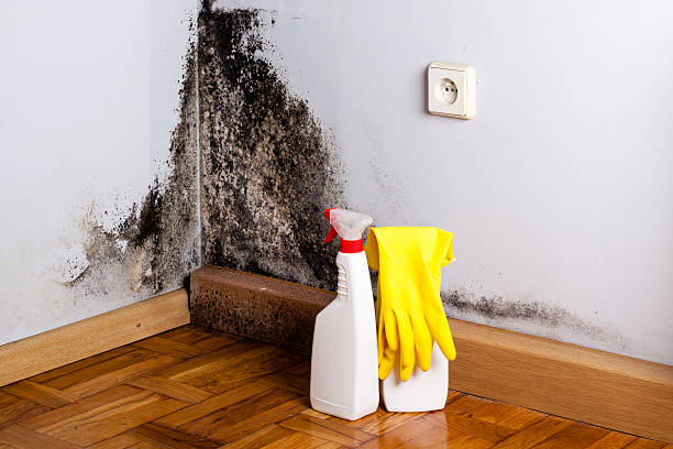 Best Same-Day Mold Removal  in Novato, CA
