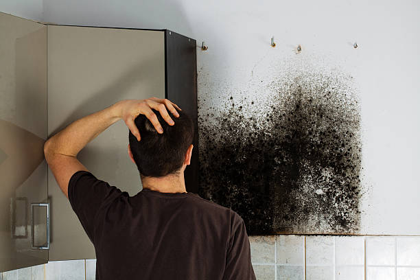 Novato, CA Mold Removal Company