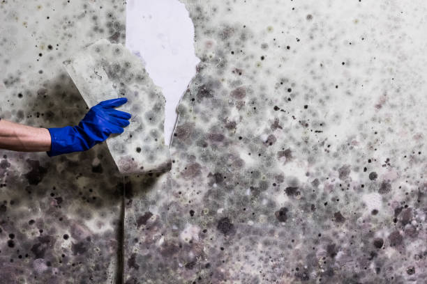 Best Fast Mold Removal  in Novato, CA