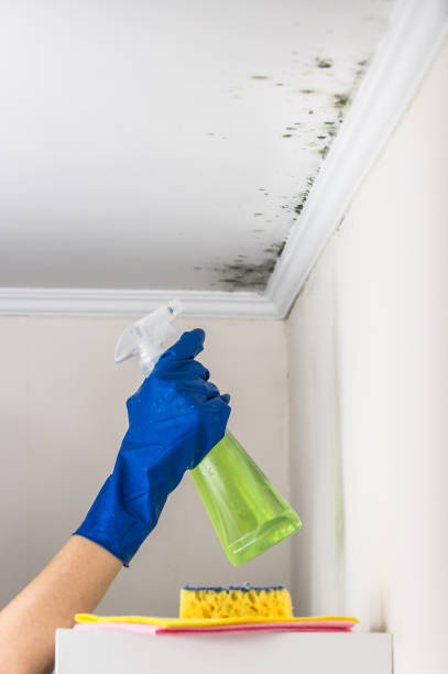 Mold Removal Process in Novato, CA