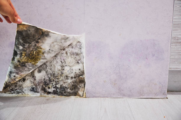 Best Attic Mold Removal  in Novato, CA